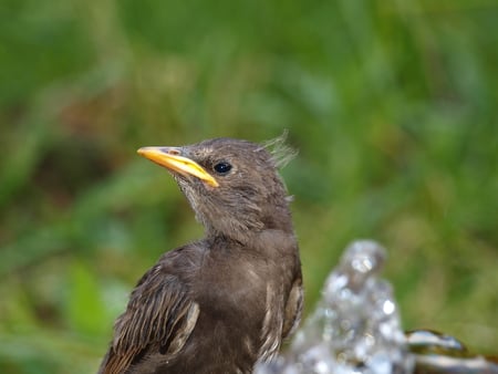 thirsty starling - water, bird, starling, green