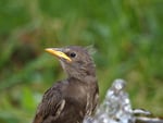 thirsty starling