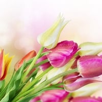 Tulips