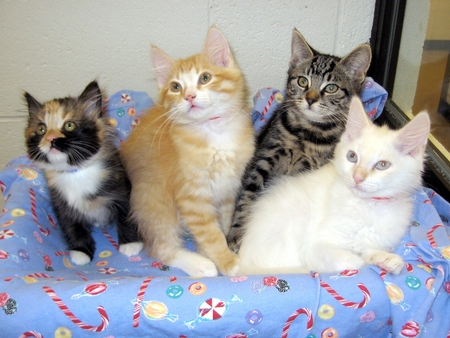 nice variety of colours - basket, colours, variable, kittens