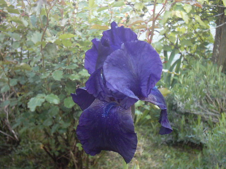 Iris - beautiful, flower, nature, iris