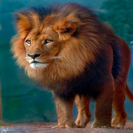 LION , TRUE  KING OF WILDLIFE