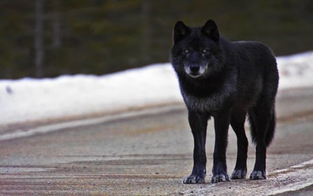 KILLER LOOK - stare, black wolf, killer, black, look