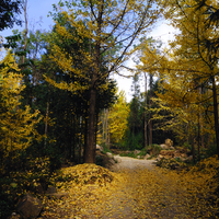 Ginkgo village-Yunnan-China