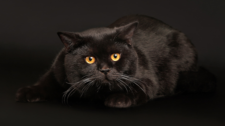 Black on Black - tail, amber eyes, whiskers, cats, animals, fur, feline