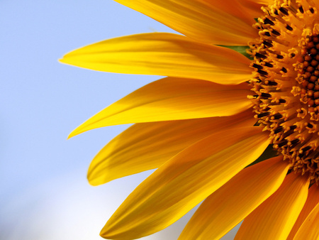 Sunflower - sunflower, nature, sky, beautiful, flower