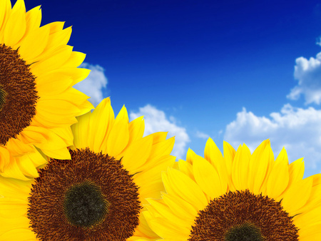 Tri-yellow - nature, sky, sunflowers, yellow, clouds, beautiful, flowers