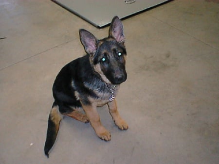 Bullet at 4 mos - cute, dog, german shepherd, ears