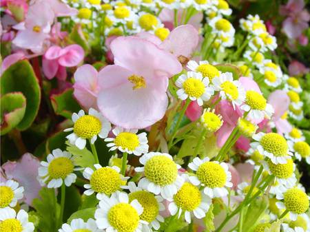 vibrant_spring_flowers - flowers, vibrant, nature, beautiful, spring, colors, lovely