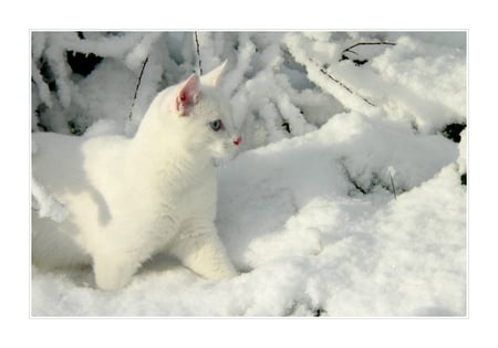 Snow White - snow, pretty, white, cat