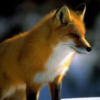 red fox