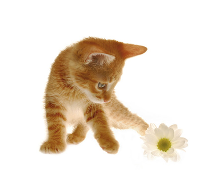 Just A Little Curious - tabby, orange, flower, curious, kitten