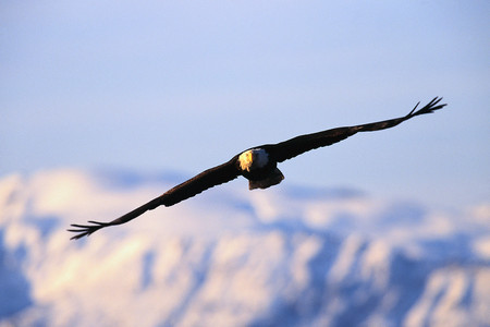 Majestic Eagle - eagle, birds, air, sky fly, majestic, mountains, of prey, animals