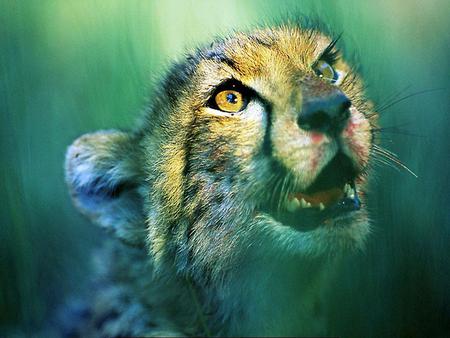 Hungry-Cheetah-Cub - animals, eyes, cheetah, hungry, tiger, cute