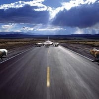 Sheep-crossing-highway