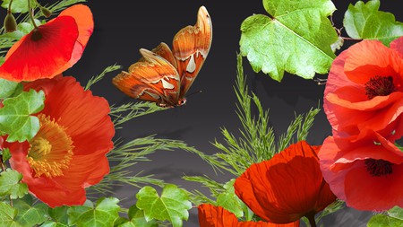 Poppies and Ivy - summer, ivy, black, spring, butterfly, vine, floral, red, orange, green, flowers, grass, poppies, firefox persona, poppy