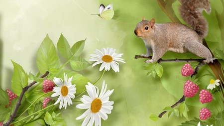 Out on a Limb - flowers, raspberries, grass, green nature, butterfly, squirrel, firefox persona, berries, daisies