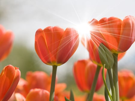 Sunny tulips - good morning, sun, tulips, orange, flowers, beautiful tulips, spring, sunny day