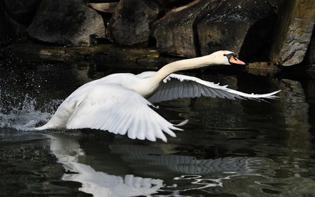 Beautiful Swan - bird, flying, beautiful, wings, white, elegant, swan, reflection, splash