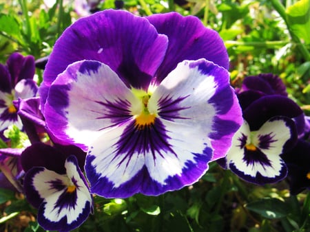 Flowers - white, nature, purple, flowers