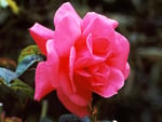 Pink rose