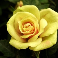 Yellow rose