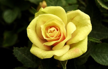 Yellow rose - nature, flowers, yellow, roses