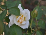 White rose