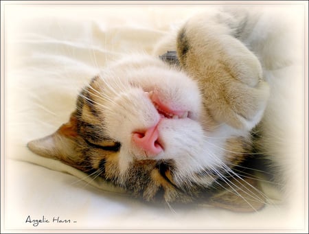 Picture of Innocence :-) - sleep, cute, innocence, dream, cat