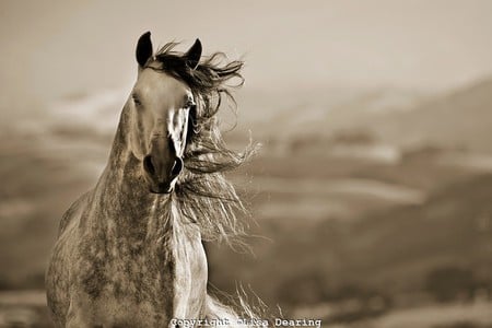 Welcome To My Homeland - horses, andalusian, spanish, grey