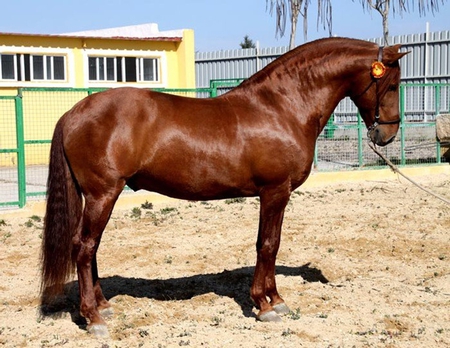 Copper Lusitan - lusitan, horses, chestnut, copper, portuguese