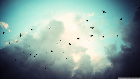 Birds in Flight - clouds, birds, nature, animals