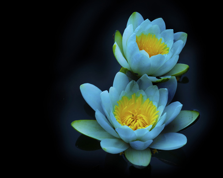 Blue beauty - beauty, nature, yellow, water lily, blue, flowers