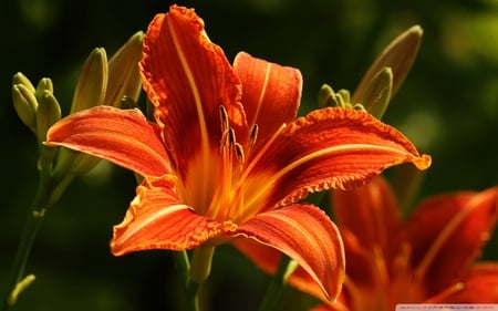 Orange Lilies - flowers, lilies, orange, nature