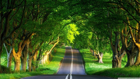 Road Summer - road, forest, tree, green