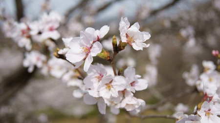 Sakura - white, flower, nature, sweet