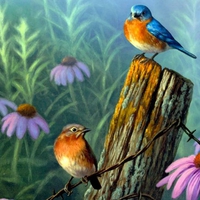 Bluebird Haven