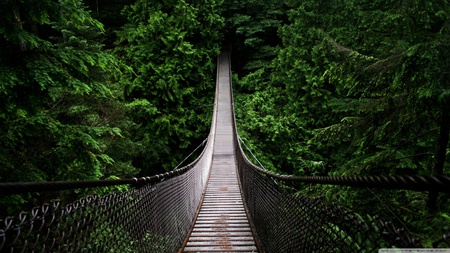 Bridge - green, tree, bridge, forest