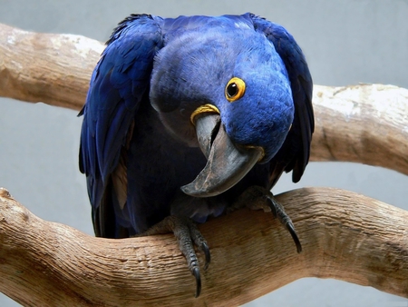 Blue Parrot - nice, amazing, parrot, animals, blue, lovely, birds