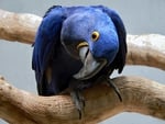 Blue Parrot