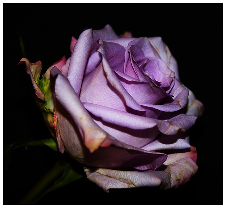 purple rose - purple, single, rose, beautiful