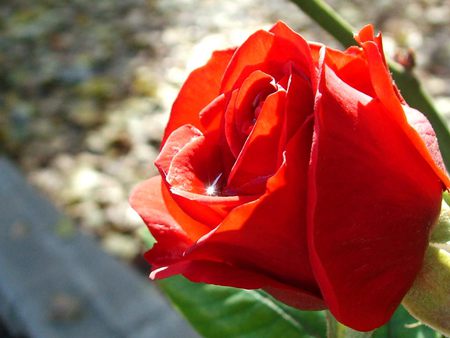 red rose - nature, flowers, rose, red