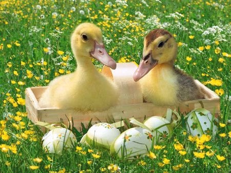 Ducks - duck, egg, garden, flower