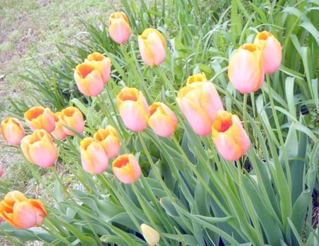 tulips - yellow, pink, tulips, bunch, flowers, garden