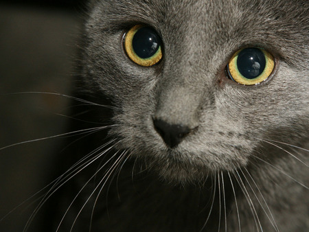 Grey cat face - kitten, sweet, feline, cat