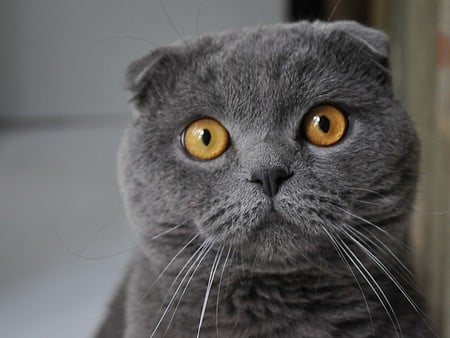 Big eyes - kitten, feline, russian blue, eye, sweet, cat