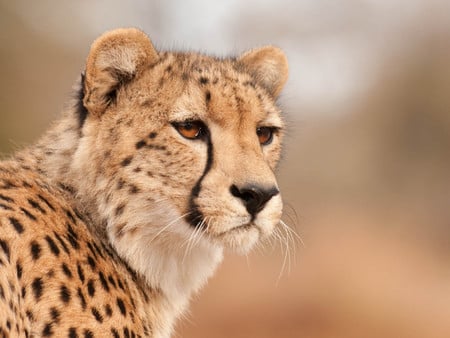 Cheetah - wildlife, animal, feline, cheetah, head