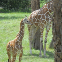 Baby Giraffe