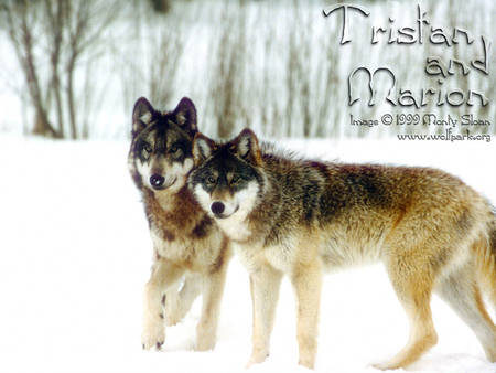 Wolves - marion the wolf, grey wolves, tristan the wolf, snow, wolves in snow, animals