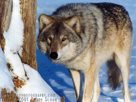 Alpha Wolf - wolves, snow, animals, alpha wolf, grey wolves, pretty animals